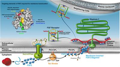 A Role for Liquid-Ordered Plasma Membrane Nanodomains Coordinating the Unconventional Secretory Pathway of Fibroblast Growth Factor 2?